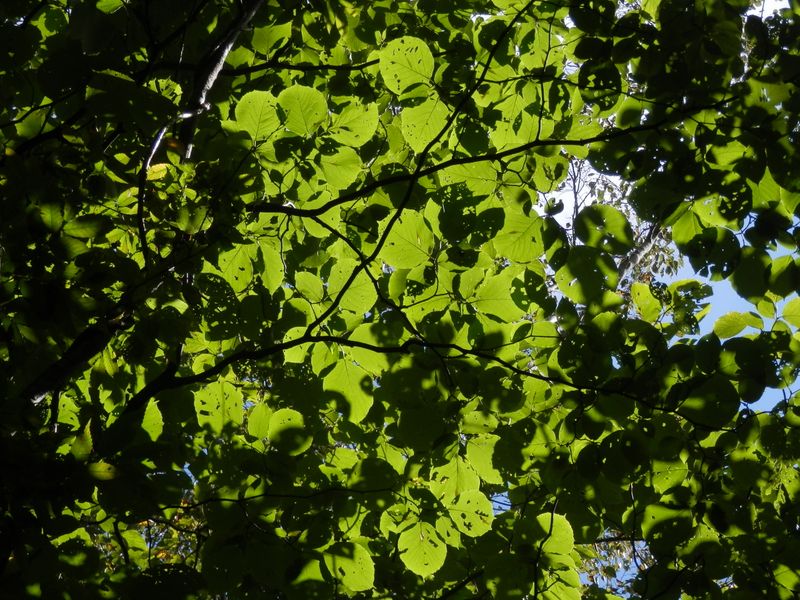 緑のステンドグラス