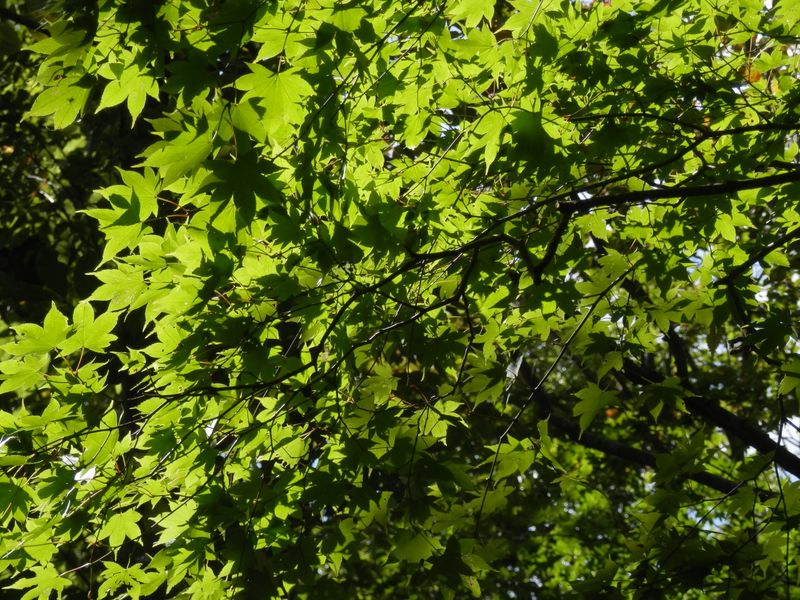 緑葉のモミジもきれい