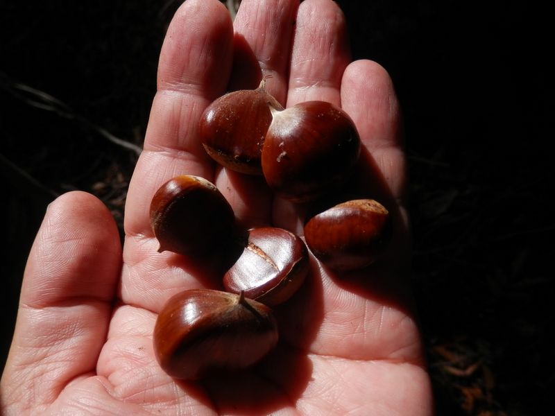 可愛らしいシバグリ