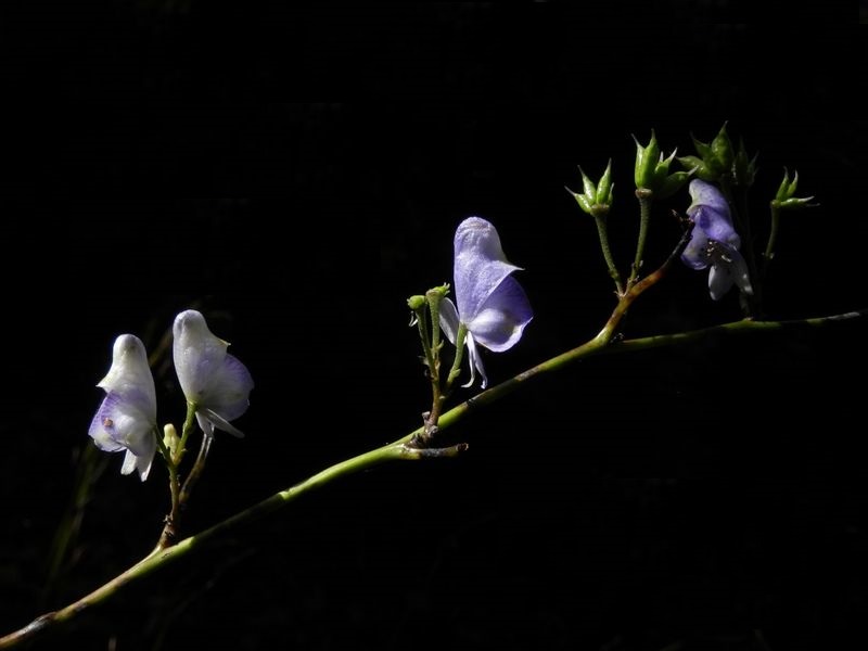 ヤマトリカブト