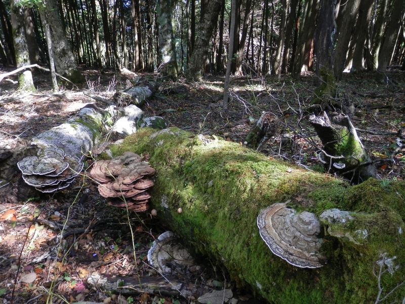 倒れた木は土に帰る