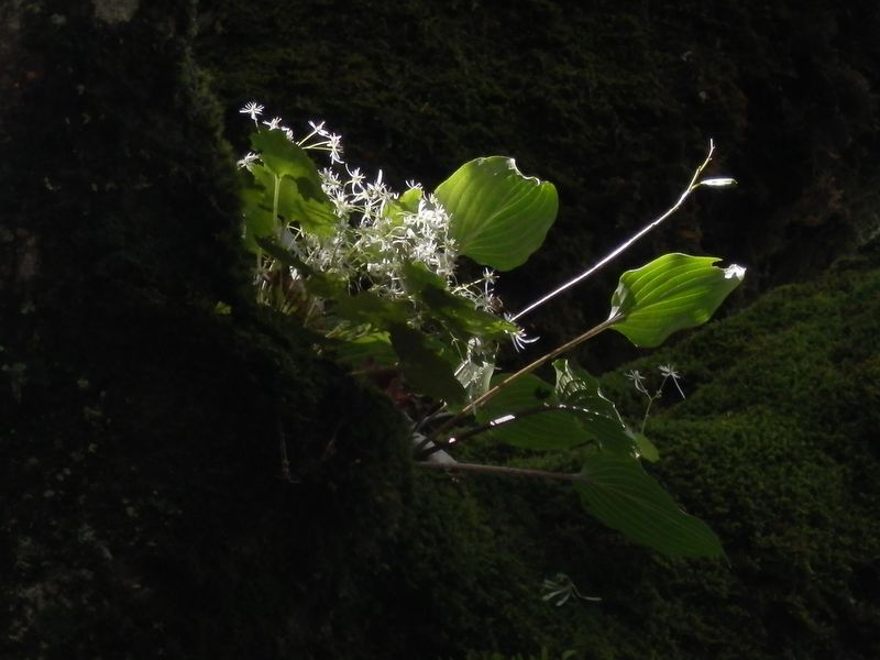 ブナに着生した植物