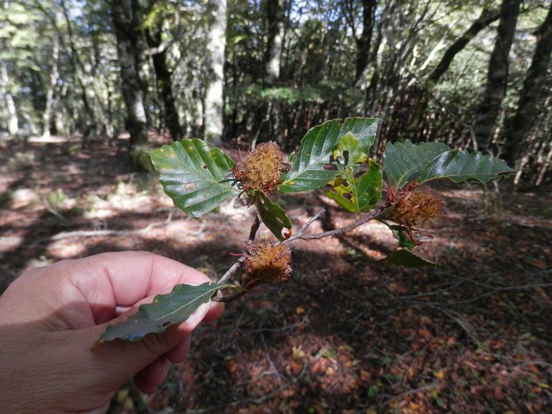 ブナの実は、山の動物たちのごちそう