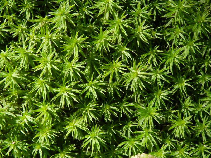 スギゴケだったかな？