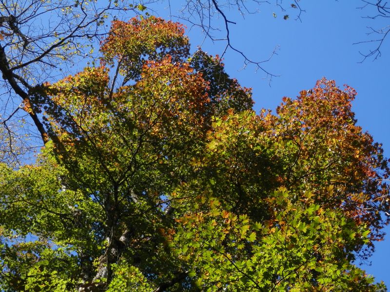 色づき始めたモミジ