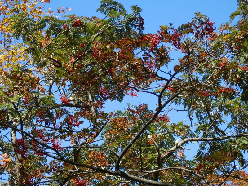 ナナカマドの赤い実