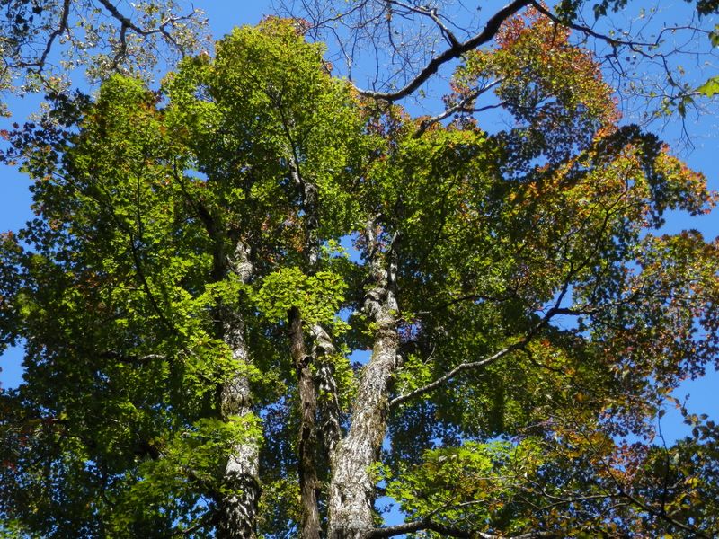 緑葉と黄葉のグラデーション