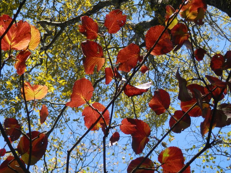 ムシカリの紅葉