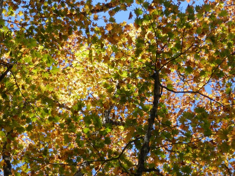 様々な色合いが美しいカエデ