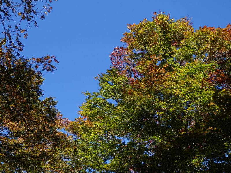 部分的に紅葉の始まった木も