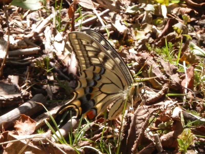 大室山山頂の主