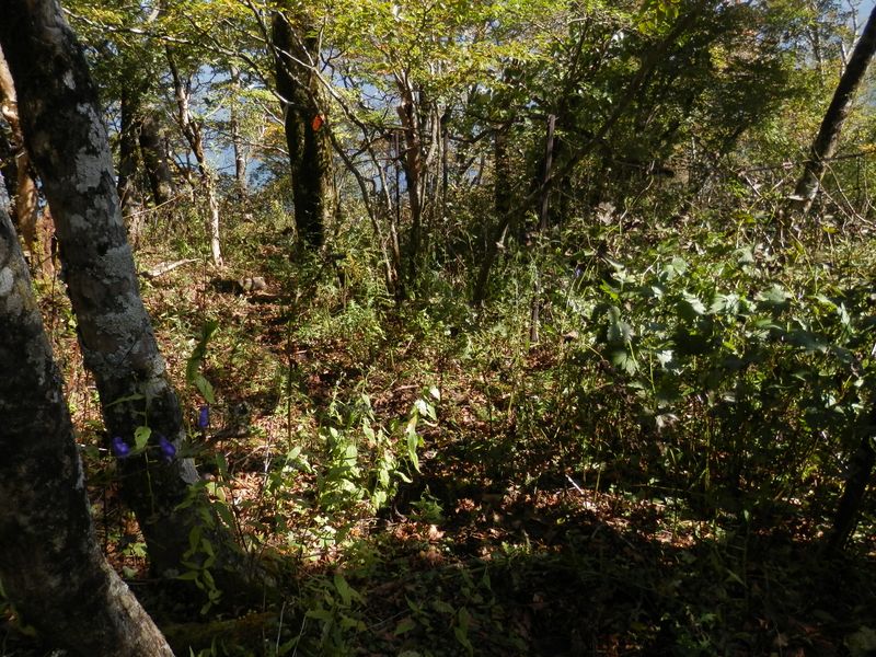 大室山 -- 下り始めのブッシュ
