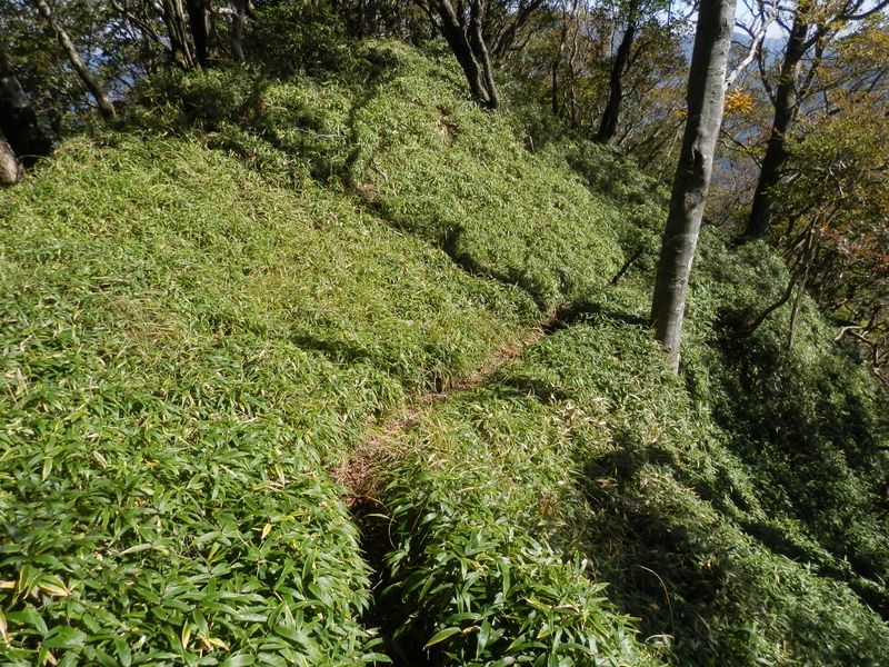 大室山 -- 笹の中の道を下る