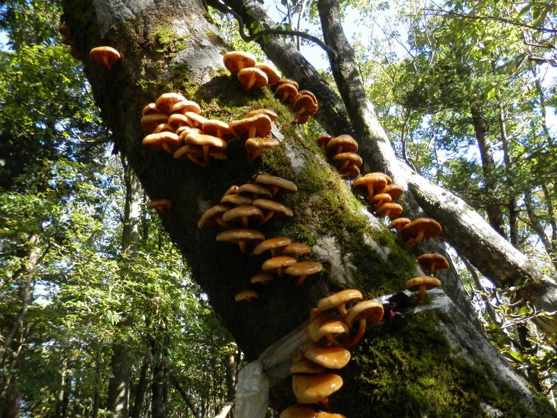 つやつやと美味しそうなキノコ