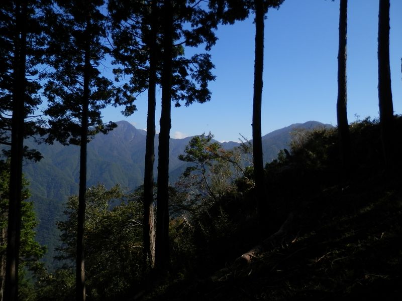 尾根の南面が明るい