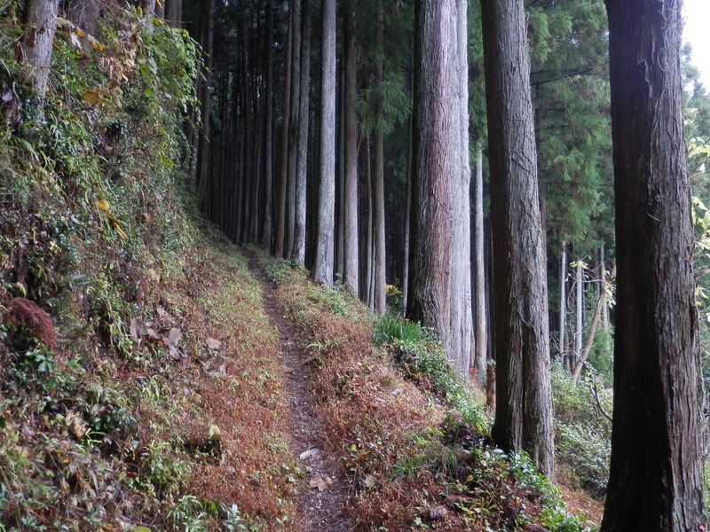 あの先からは暗い杉林