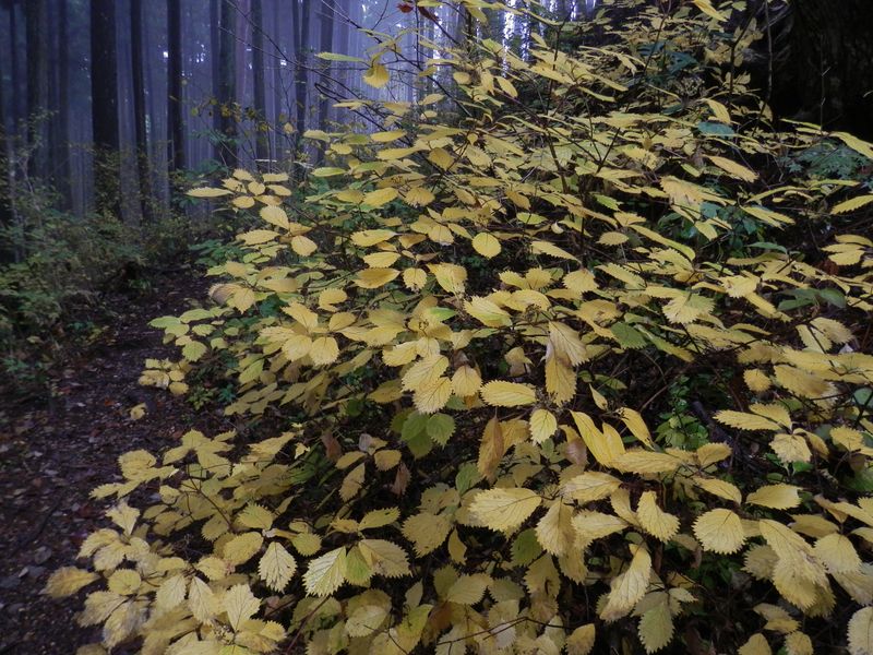 コアジサイの黄葉