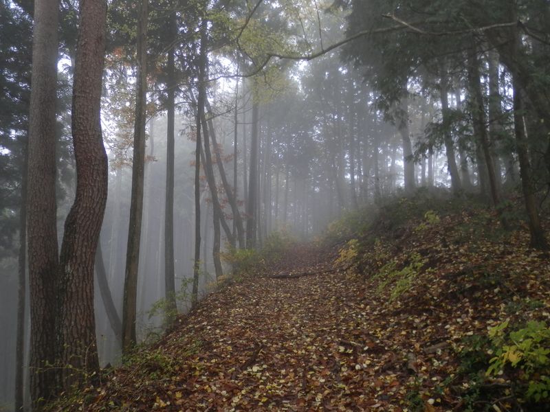 ますます霧が濃くなった