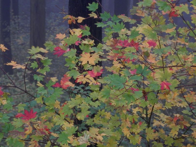 不思議な紅葉