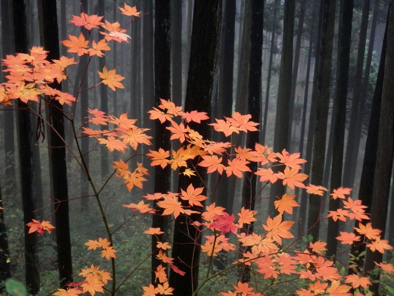 普通に色づいている