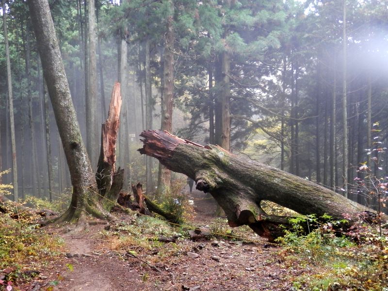 コナラの巨樹は倒れた