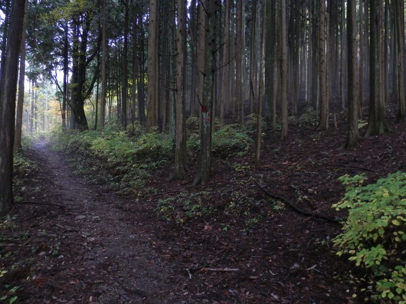 鍋割山北尾根に取り付く
