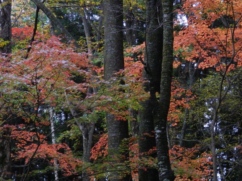 濃淡だけで描いた絵のようなモミジ