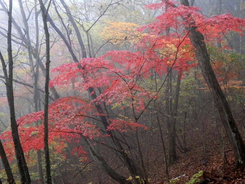 魔法のかかった森のよう