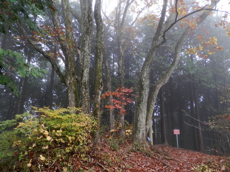 鍋割山 -- 山頂にミズナラが8本あるように見える