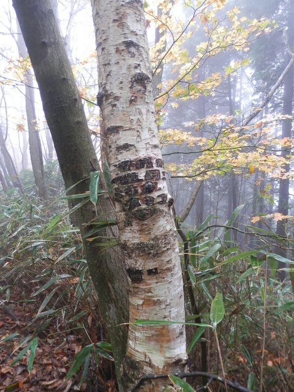 木に落書きしないで！