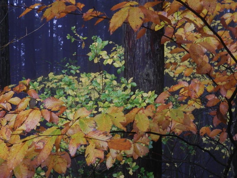 葉が濡れて入ればこその、繊細な色あい