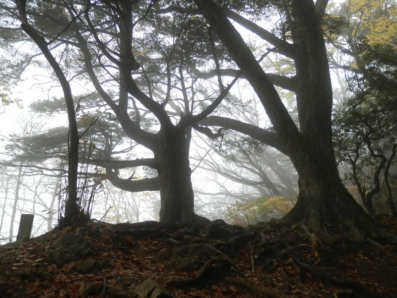 奥の院の門番のように立つ2本の木
