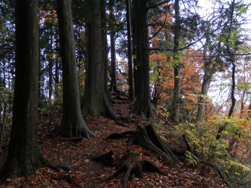 御岳山的な杉林
