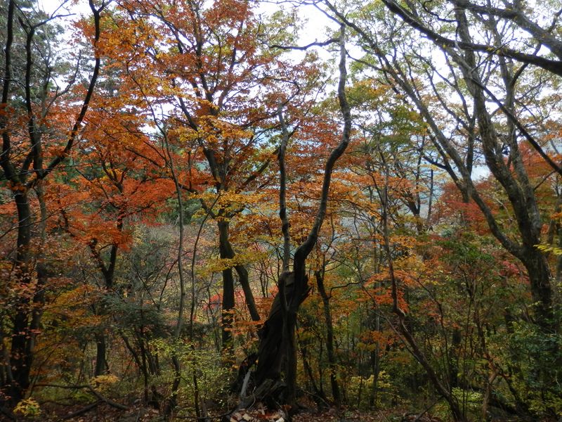 奥の院の参道の紅葉