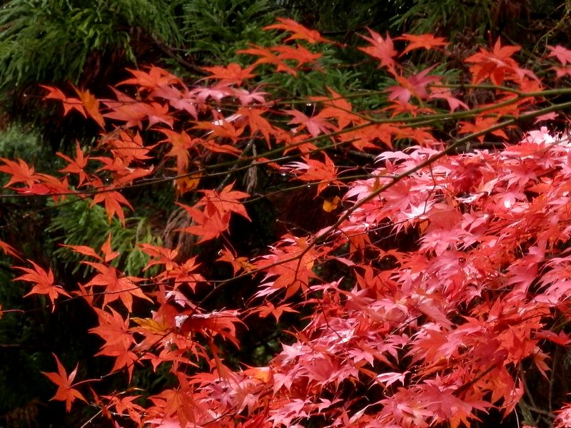 外国人たちが、このモミジを熱心に撮影