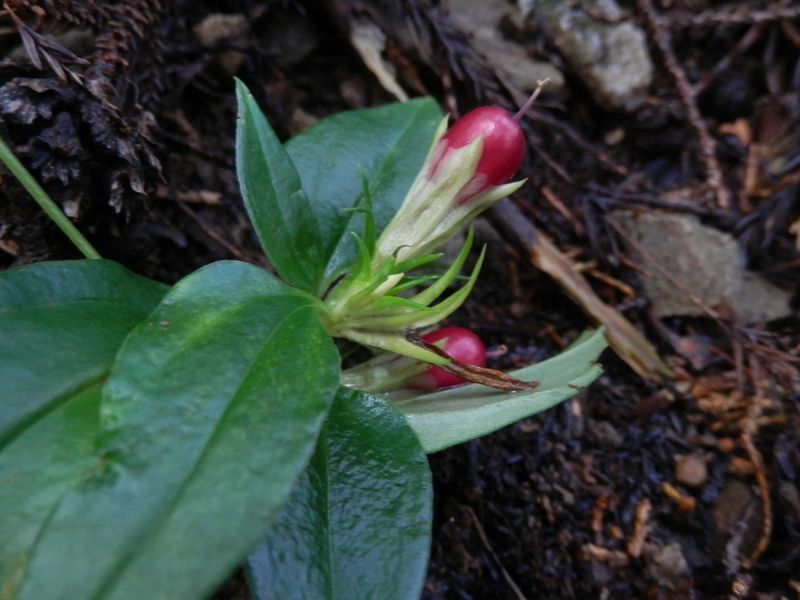 ツルリンドウの実