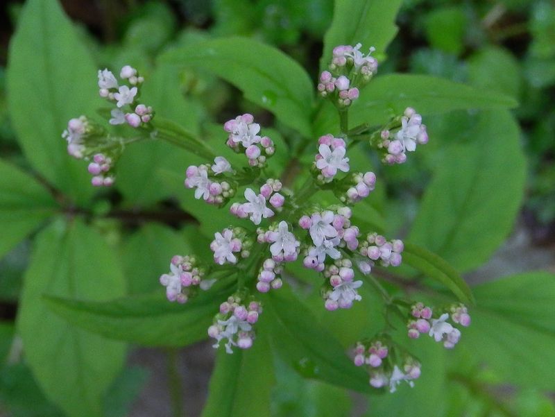 ツルカノコソウ