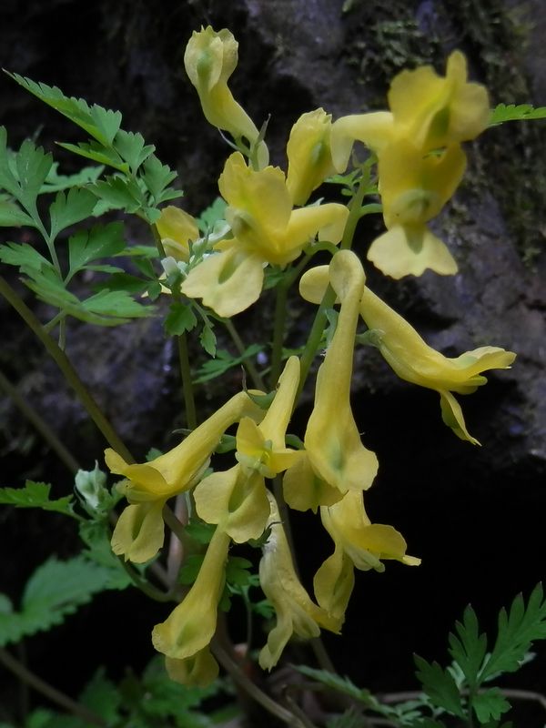 ミヤマキケマン