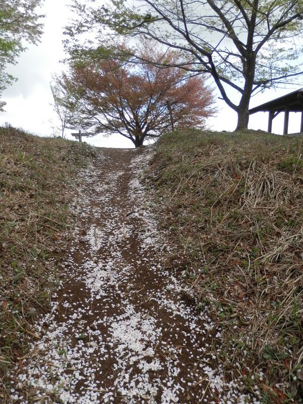棒ノ折山山頂が見えた