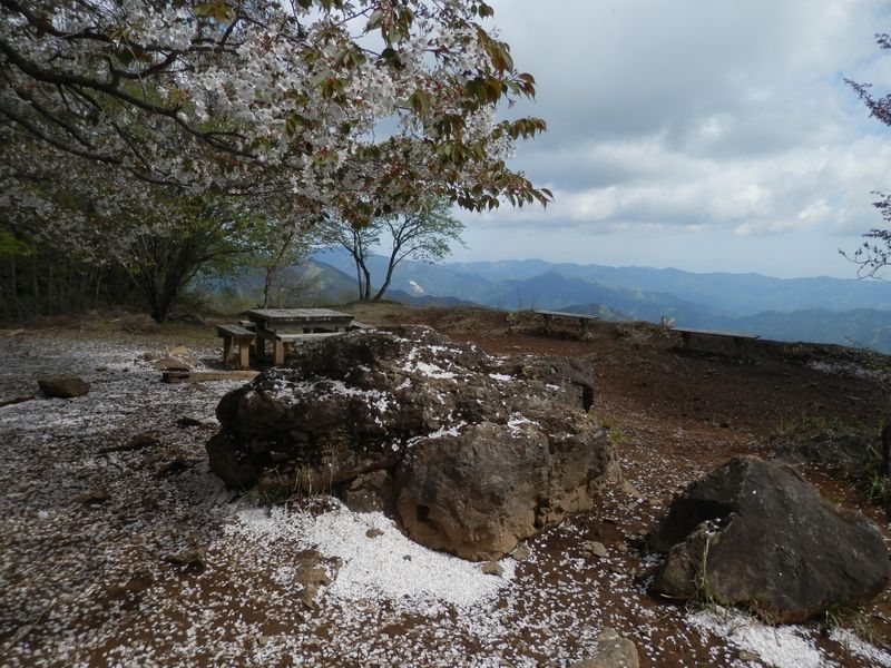 桜の花びらの吹き溜まり（棒ノ折山）
