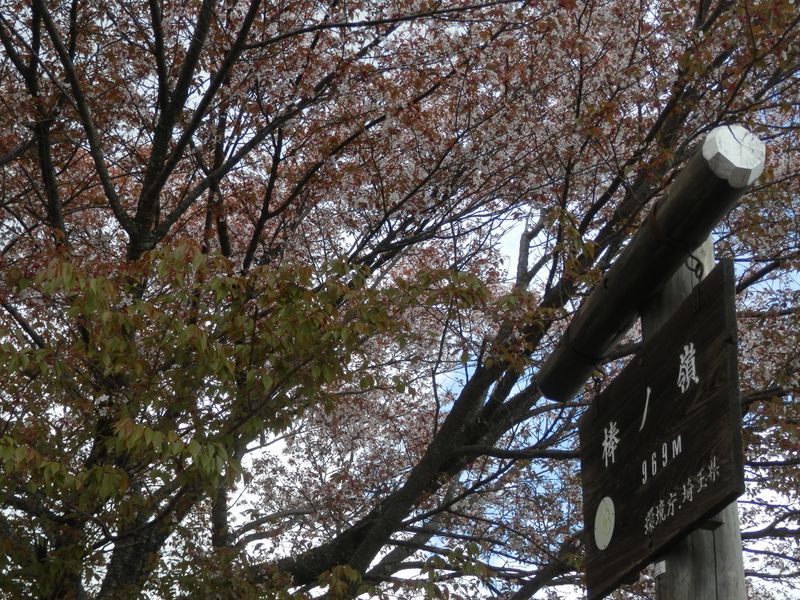 棒ノ折山のヤマザクラは三分咲き残り