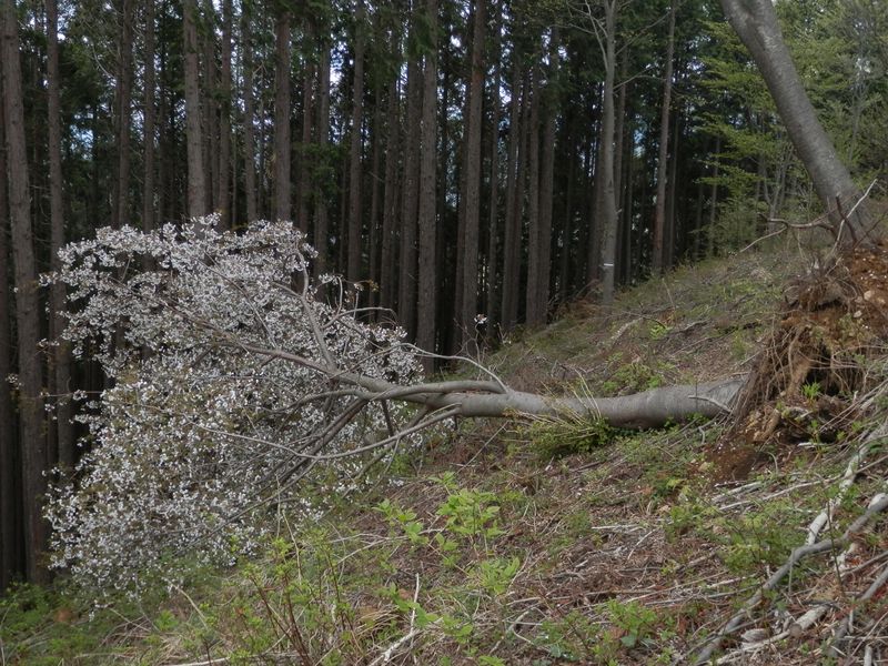 倒れた桜の木に花