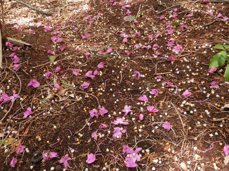 散ってしまった、ミツバツツジとアセビ