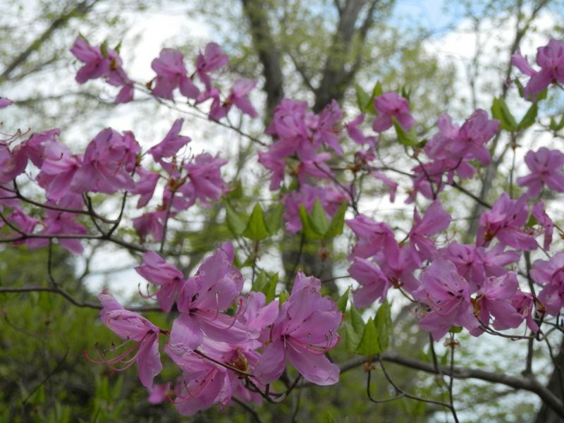 このミツバツツジだけが咲き残っていた