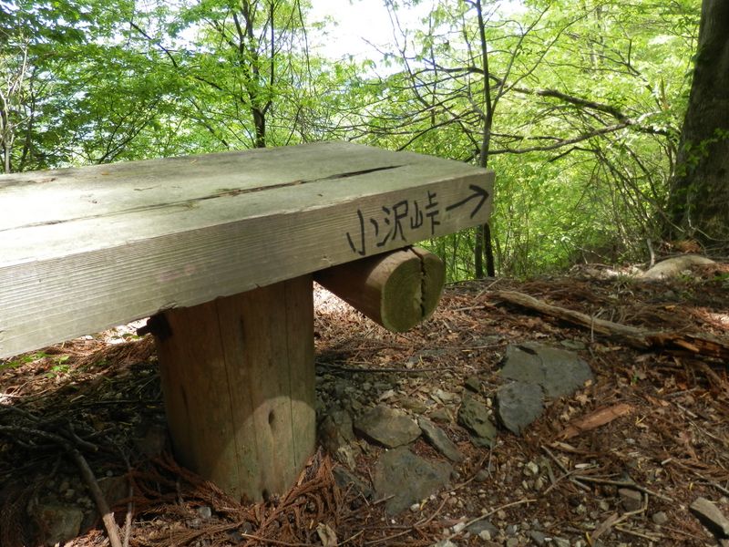 このベンチから1分先に明るい伐採地