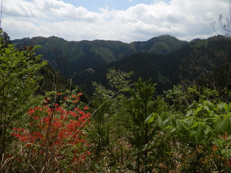 常盤尾根の伐採地より、岩茸石山と高水山を望む
