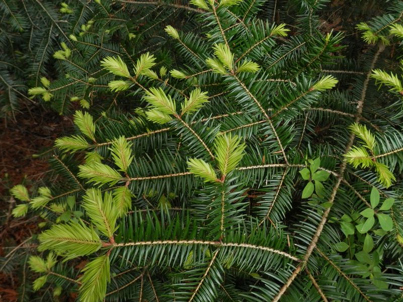 針葉樹のモミも新緑の季節だ！