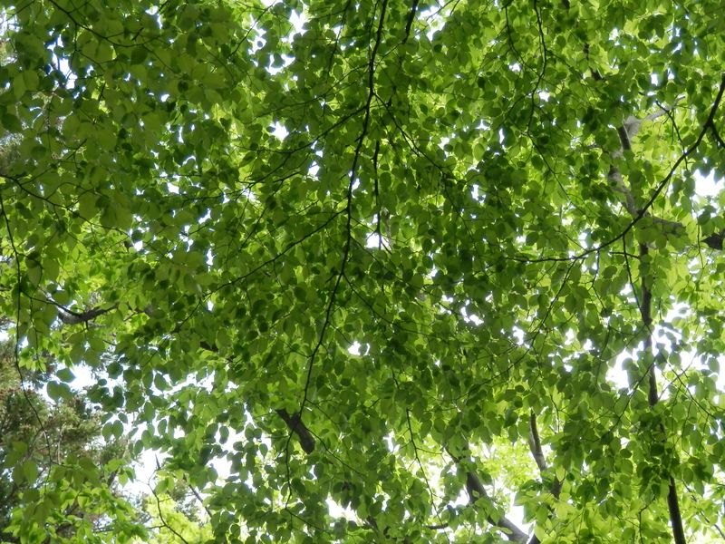 緑のステンドグラス（１）