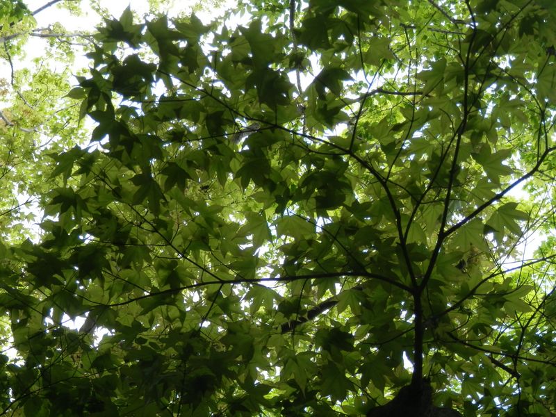 緑のステンドグラス（２）