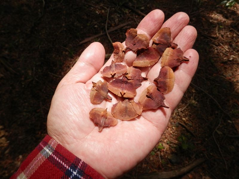 地面にびっしり、モミの種